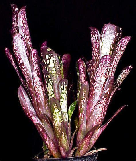 Bromeliads Tropiflora