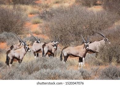 Herd Gemsbok South African Oryx Oryx Stock Photo Shutterstock