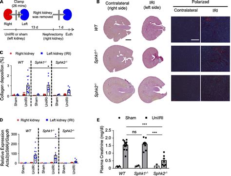 Frontiers Bone Marrow Stromal Cell Antigen 1 CD157 Regulated By