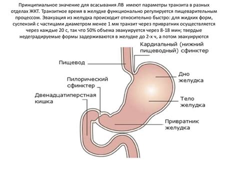 Таблетированные лекарственные формы - презентация онлайн