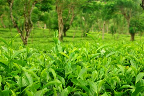 Tea Estate Wallpapers Wallpaper Cave