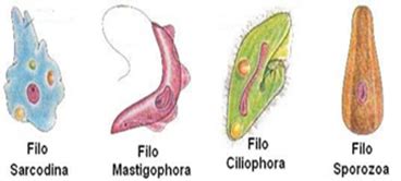 Protozoários Características e classificação dos protozoários Brasil