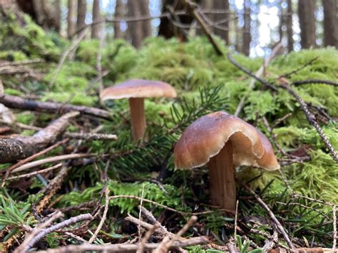 Common Gilled Mushrooms And Allies From Copalis Crossing Wa Us On