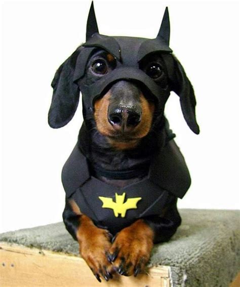 Im Batman Cute Animals Dog Halloween Pet Costumes