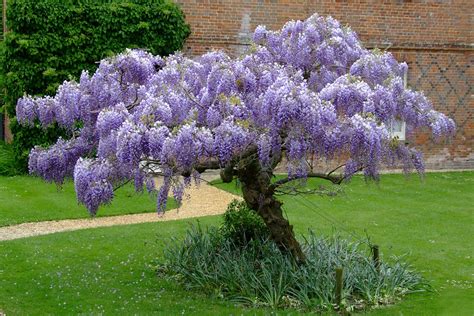 Wisteria Wisteria North Carolina Extension Gardener Plant Toolbox