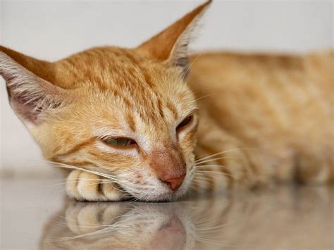 Имя и кличка для рыжего кота: как назвать котенка мальчика и девочку ...