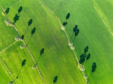 Premium Photo Aerial View Of Green Rice Field With Trees In Thailand