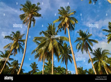 Coconut Trees In Philippines Stock Photo Alamy