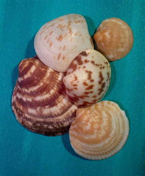 Bittersweet Clams Glycymeria Gigantea Conchas Caracoles