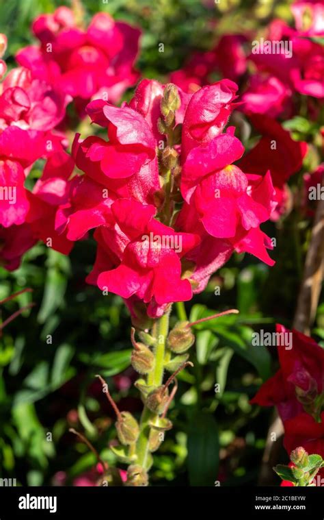 Antirrhinum Majus Ruby A Red Herbaceous Perennial Spring Summer