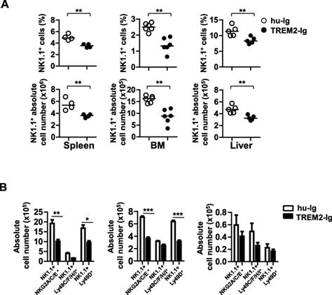 Blockade Of Trem Signaling Reduces The Nk Cell Population In Vivo A