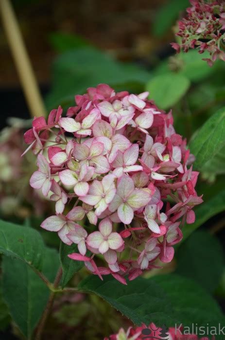 Hydrangea Arborescens Ruby Annabelle Ncha Hortensja Krzewiasta