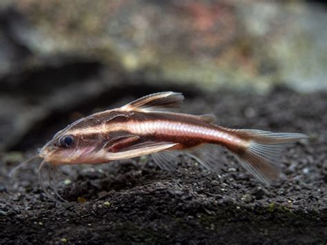 Striped Raphael Catfish (Platydoras armatulus) - Aquatic Arts on sale today for $ 8.99