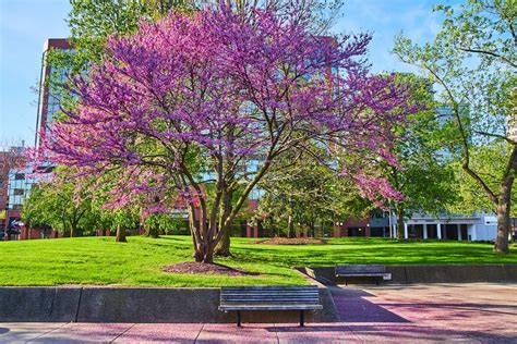 The Best Low Maintenance Trees Mccullough Tree Service