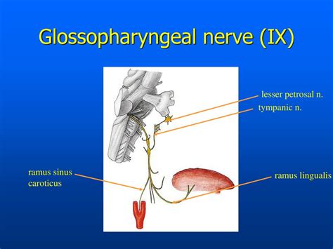 Nuclei Of Cranial Nerves Ppt Download