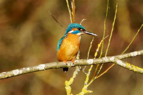 Kingfisher M Pennington Flash Edmondson Hide Colin Ball Flickr