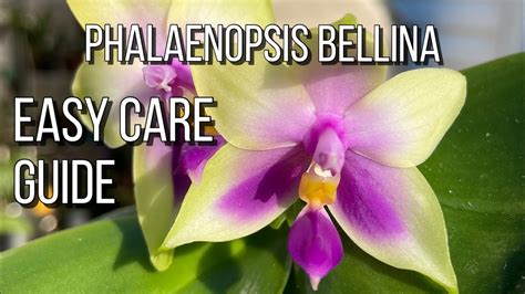 Phalaenopsis Bellina Easy Care Guide Orchid Care For Beginners Youtube