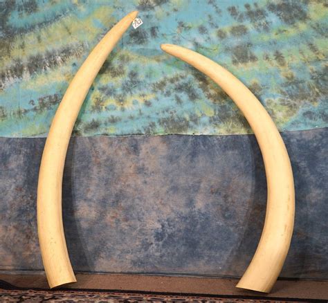 Beautiful Pair Of Large African Elephant Tusk Fiberglass Reproduction Taxidermy Auction