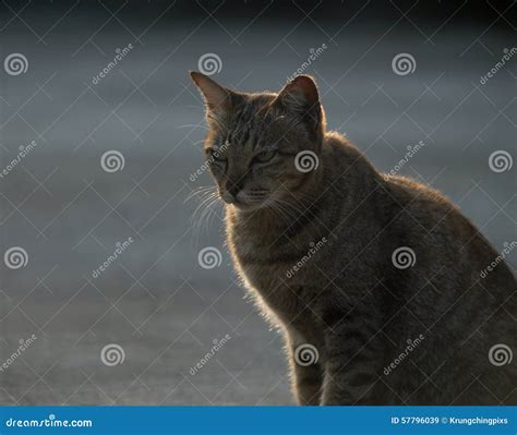 Cat Sitting Stock Image CartoonDealer 57796039