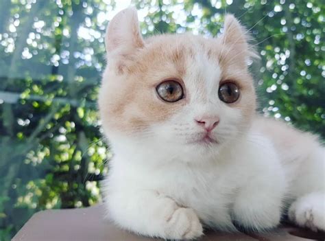 Tutte Le Razze Di Gatti Giganti