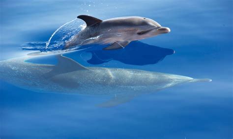 Desde Calheta Excursi N En Barco Para Avistar Ballenas Y Delfines En