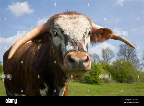 Beef Cow Livestock Long Horn Cattle Fotos Und Bildmaterial In Hoher