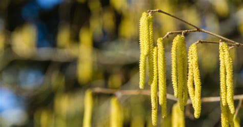 Brevkasse Dundyner Juletr Er Og En Tidlig Pollens Son Astma