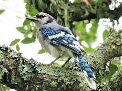 6 Fakta Burung Blue Jay Ternyata Warnanya Bukan Biru