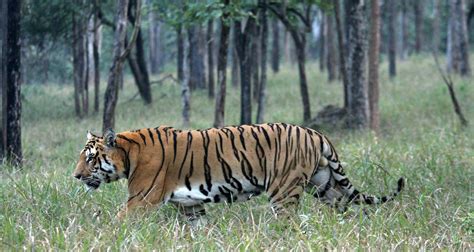 Golden Triangle Tour With Tiger Safari By Golden Triangle India Tours