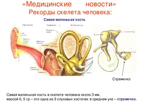Презентация по биологии "Соединение костей"