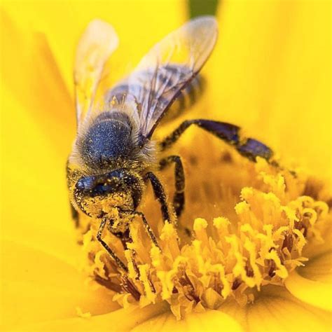 bee  yellow flower