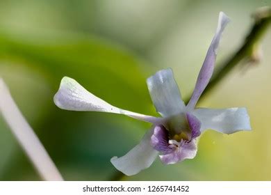 Dendrobium Lineale Over Royalty Free Licensable Stock Photos