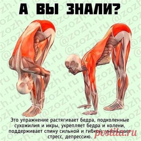 НАКЛОН ВПЕРЕД СТОЯ Основное воздействие в данном упражнении идет н ...