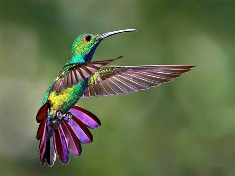 COLIBRÍ Características Alimentación Reproducción Leyenda Significado