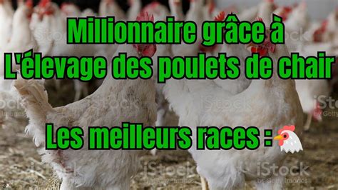 DEVENIR RICHE AVEC SES MEILLEURS RACE DE POULET DE CHAIRS YouTube