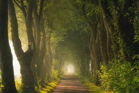 30 Fotografias De Estradas E Caminhos Desta Floresta Durante As