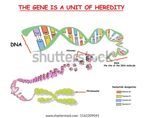 3,705 Genes Diagram Images, Stock Photos & Vectors | Shutterstock