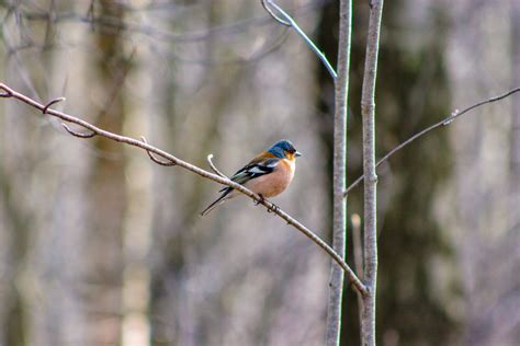 Kostenlose Foto Bilder Vogel Pflanze Ast Zweig Holz Baum