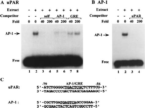 EMSA Of AP 1 Binding Site In The UPAR Promoter Region A EMSA