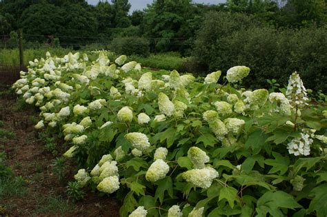 Hydrangea quercifolia H - Hydrangea