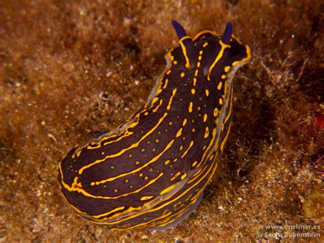 20110428 1714 Armeñime Babosa de mar Nudibranquio Hypselodoris