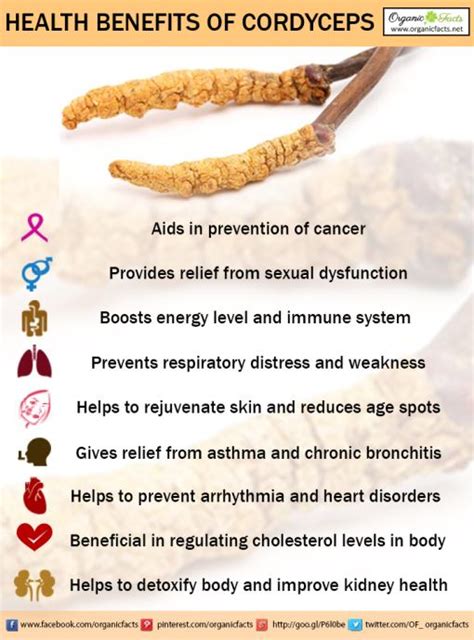 ﻿health Benefits Of Cordyceps