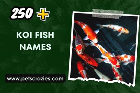 250 Koi Fish Names Personalizing Your Aquatic Friends