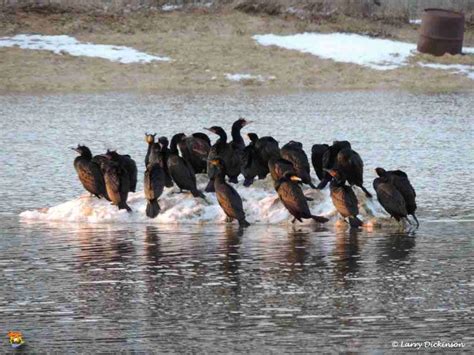 Cormorants