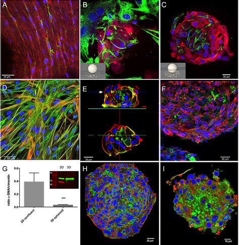 Frontiers D Co Culture Of Hipsc Derived Cardiomyocytes With Cardiac