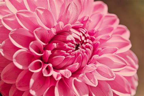 Dahlia Pink Flower Free Photo On Pixabay Pixabay