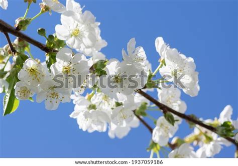 Prunus Cerasus Flowering Tree Flowers Group Stock Photo Edit Now