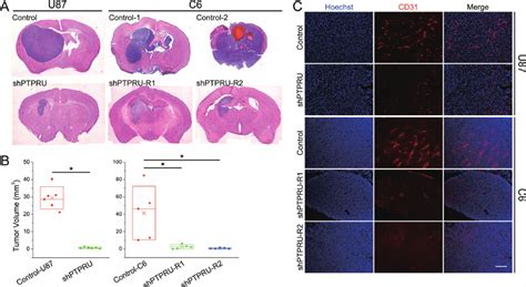 Ptpru Knockdown Inhibits Glioma Progression In Vivo A And B U87