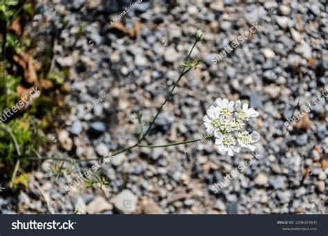 Orlaya Grandiflora White Laceflower Species Flowering Stock Photo