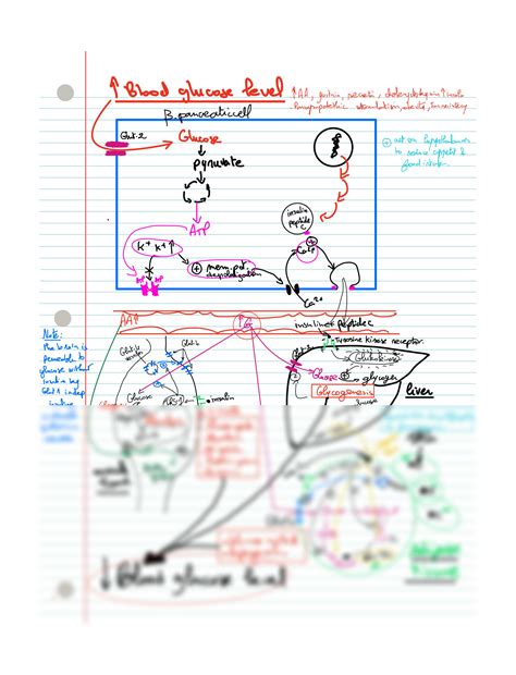 SOLUTION Pancreas Overview Studypool